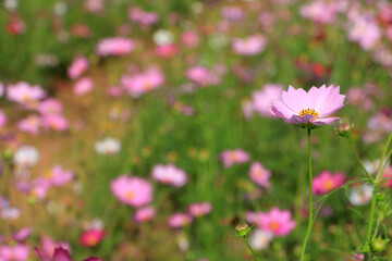 Obraz na płótnie Canvas One bright pink white cosmos flowers with green leaves and buds in garden. Floral summer or spring background or greeting card, selective focus, blurred backdrop, space for text. Bee on flower