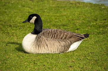 A black and white Canada Goose resting on a grassy  bank on a sunny day