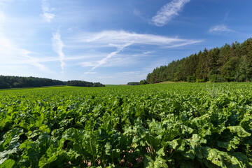 Fototapeta na wymiar agricultural field with green beet tops