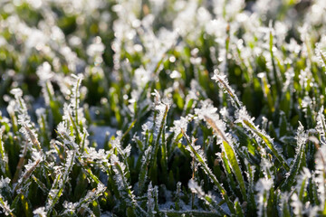 grass covered with ice and frost in the winter season