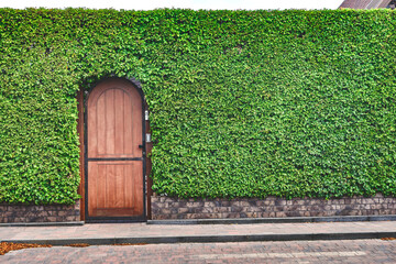 Wooden door, illuminated by the sun, in the high hedges. Texture, backdrop.