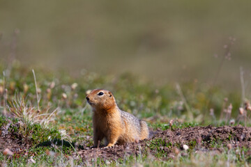 Naklejka na ściany i meble Canadian ground squirrel, Richardson ground squirrel or siksik in Inuktitut, stretching and looking around the arctic tundra