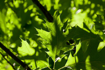 Fototapeta na wymiar beautiful young foliage of green trees