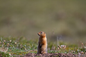 Naklejka na ściany i meble Ground squirrel, also known as Richardson ground squirrel or siksik in Inuktitut, standing in the arctic tundra and looking around
