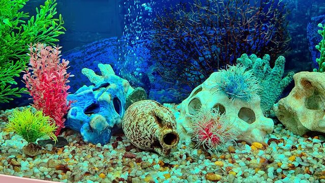 Blood parrot cichlid fish swimming in aquarium. Heart parrot or Taiwan hybrid swims in fish tank