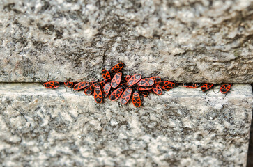 Group of Pyrrhocoris apterus. it is an insect also called fire bugs. is a very common species in all Europe, in part of America and Asia.