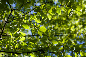 young green foliage on the crab in the spring season