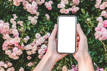 Close-up, Mockup of smartphone in female hands. Against the background of growing pink roses.