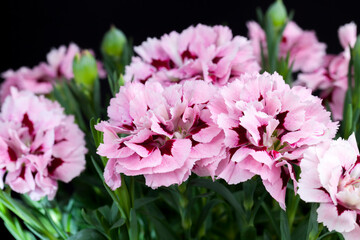 beautiful flower of decorative carnation