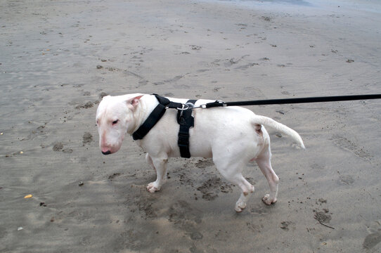 English Bull Terrier Par Beach Cornwall England UK