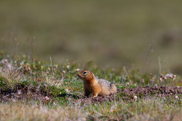 Canadian ground squirrel, Richardson ground squirrel or siksik in Inuktitut, stretching and looking...