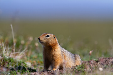 Canadian ground squirrel, Richardson ground squirrel or siksik in Inuktitut, stretching and looking around the arctic tundra