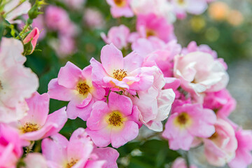 Fototapeta premium creative