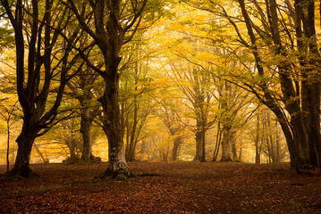 Fototapeta premium Autumn forest lanscape with colorful trees and plants