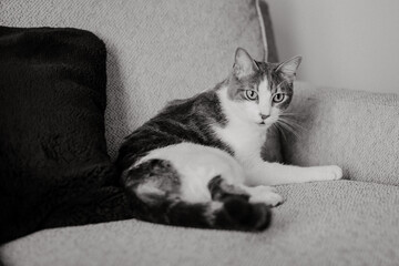 Chat sur son fauteuil en noir et blanc