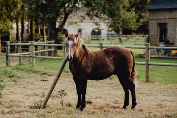 Cheval à la tombée de la nuit