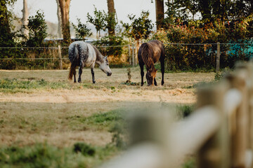 Chevaux broutant l'herbe 