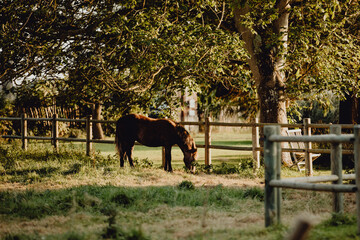 Naklejka premium Cheval brun 