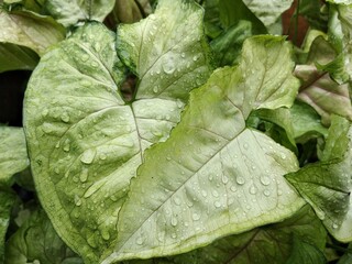 green leaf background