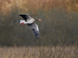 Greylag goose (Anser anser) © dennisjacobsen