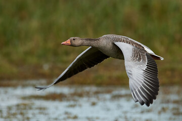 Greylag goose (Anser anser)