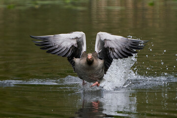 Greylag goose (Anser anser)