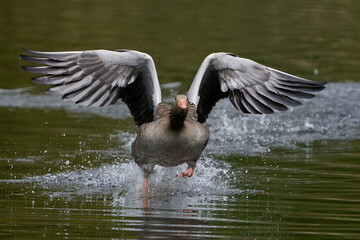 Greylag goose (Anser anser)
