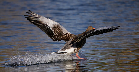 Greylag goose (Anser anser)