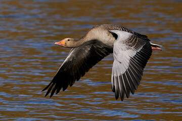 Greylag goose (Anser anser)