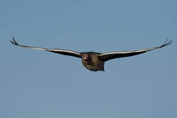 Greylag goose (Anser anser)