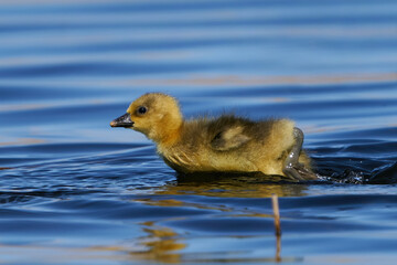 Greylag goose (Anser anser)