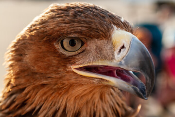 Steppe Golden Eagle. Head of an eagle golden eagle in three quarters close-up, selective focus.