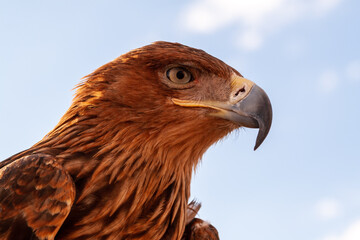 Steppe Golden Eagle. The head of an eagle golden eagle against the blue sky.