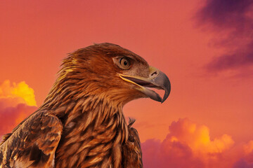 Steppe Golden Eagle. The head of a golden eagle against the disturbing red sky and clouds.