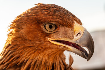 Naklejka premium Steppe Golden Eagle. The head of an eagle Berkut on a light background close-up.