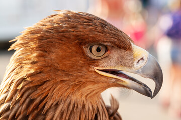 Steppe Golden Eagle. Head of the steppe golden eagle close-up. The anxious look of an eagle.