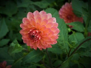 red dahlia flower in garden