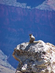 squirrel sitting on a rock at the Grand Canyon