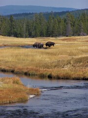 bison in Yellowstone national park