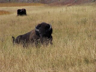 bison on grasslands in Yellowstone