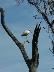red billed stork