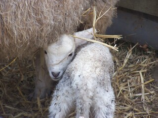 Lamb with its mother amongst straw