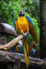 Close up head the Blue and yellow macaw parrot bird in garden