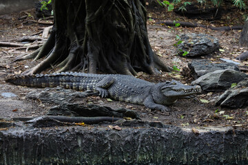 The thai crocodile rest on the garden