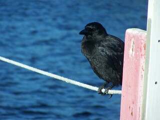 crow on the fence