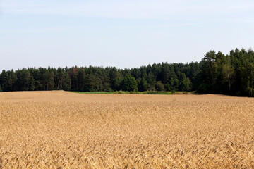 an agricultural field where yellowed cereals