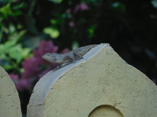 Lizard basking in the sun on a rock with dark floral background