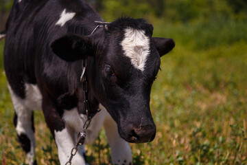 Obraz na płótnie Canvas Black and white calf grazing in field, livestock feed, summer countryside life concept.