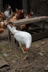 Chicken coop with white and brown hens. Poultry, domestic fowl, countryside life concept. Vertical shot.