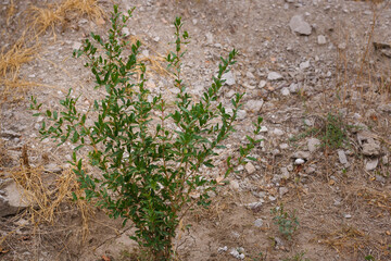 Young tree of pomegranate with green leaves on ground background